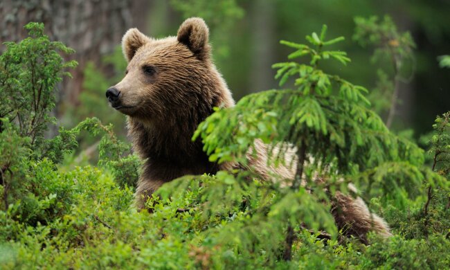 В Україні під загрозою знищення – понад 180 унікальних об’єктів дикої природи