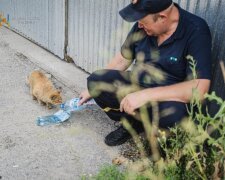 Рятувальник з Києва напоїв кота після пожежі та розчулив мережу