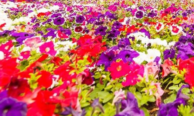 Більше 300 тисяч квітів: на Співочому Полі відкривається виставка Мультленд