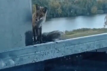 У Києві зоозахисникам довелося рятувати лисицю з даху недобудови
