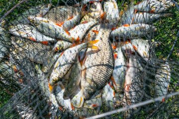 Нерестова заборона 2026: на Київщині та у столиці вводять табу на риболовлю