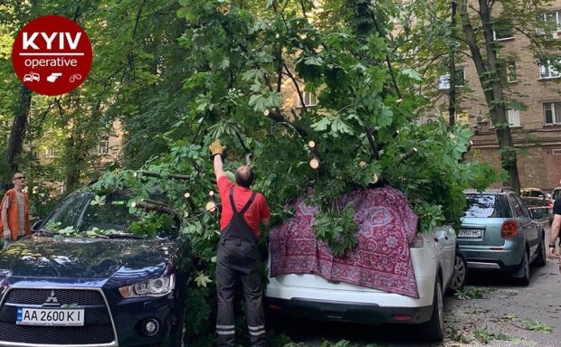 Пошкодило 4 автівки: в центрі Києва впало дерево (фото)