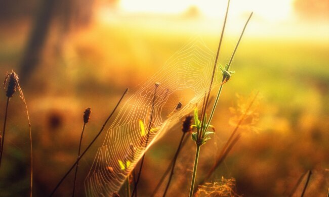 Ідеальне бабине літо: по всій Україні буде тепло та сонячно