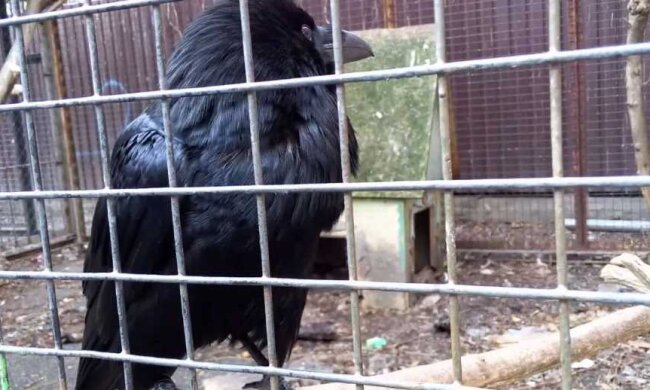 У Києві зник легендарний ворон - останні 25 років він прожив у дворику на Рейтарській