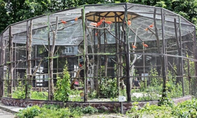 Столичний зоопарк за ₴4,5 млн будуватиме нові вольєри для тимчасової перетримки тварин та птахів