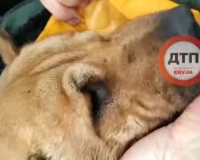 У Києві живодери скинули собаку з мосту у Дніпро (відео)