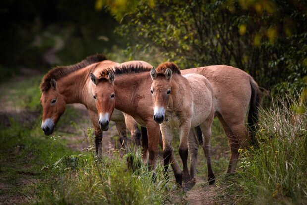У Чорнобильському радіаційно-екологічному біосферному заповіднику мешкає щонайменше 120 коней Пржевальського