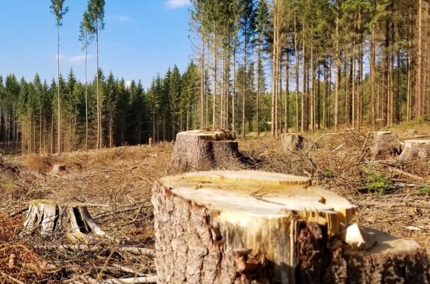 У Чорнобильській зоні вирубали понад 1000 дерев, завдавши збитків на понад ₴77 млн