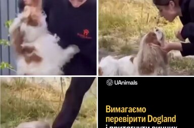 У Києві інструкторка кидала й била ногами собаку під час "уроків поведінки"
