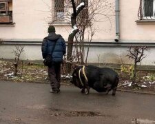 У Києві зняли, як чоловік вигулював на повідку свиню