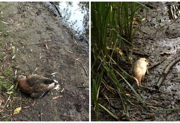 В одному з озер Києва масово гинуть качки і риба: жителі б’ють на сполох