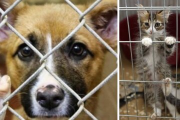 Візьми собі друга. У столиці 22 та 23 червня відбувається акція з адопції безпритульних тварин