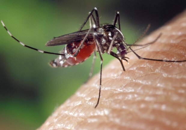 Через зміну клімату в Україні може поширитися малярія