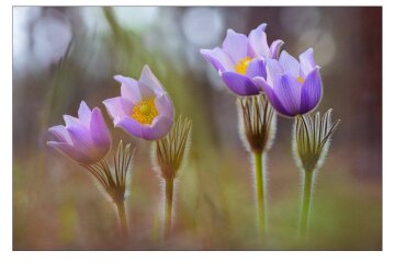 Фото як терапія: у Києві презентували благодійний Весняний вернісаж на підтримку прикордонників