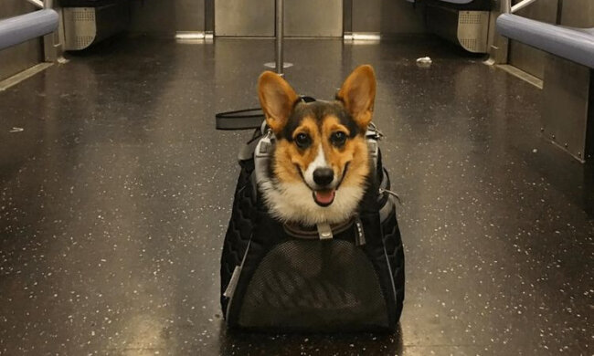 У Києві вимагають дозволити проїзд у метро із собаками — петиція зібрала необхідну кількість підписів