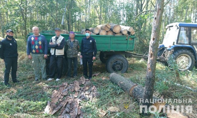 З Чорнобильської зони намагались 70 кг радіаційних грибів