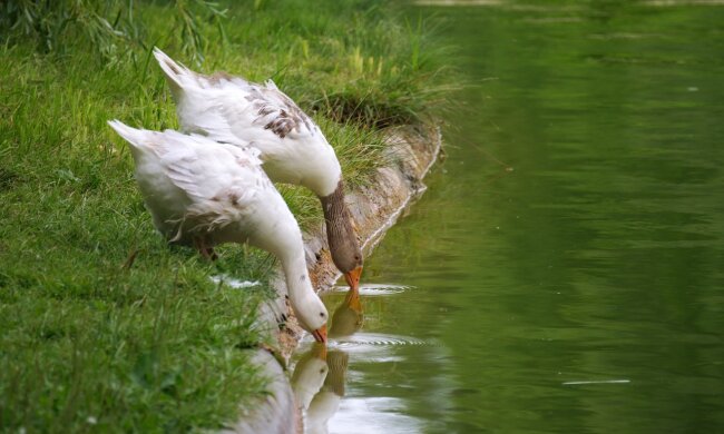 Посадовців Держгеокадастру Київщини викрили на одержанні 175 тис хабаря