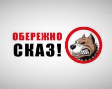 На Київщині виявлено сказ у домашньої тварини