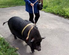 В одній з квартир Києва у господарів живе свиня