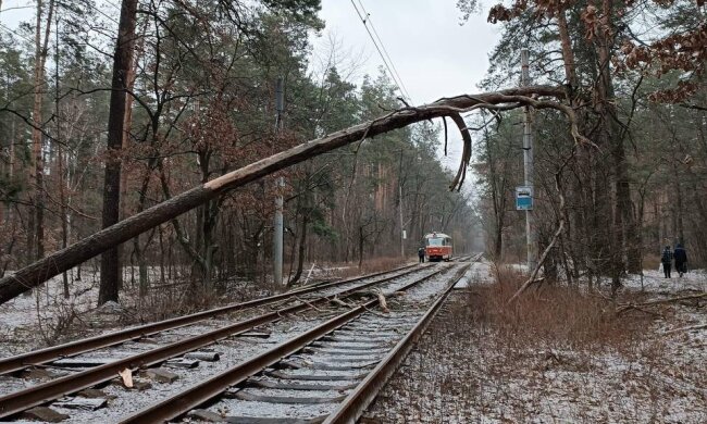 У Пущі-Водиці повалене дерево зупинило рух трамваїв