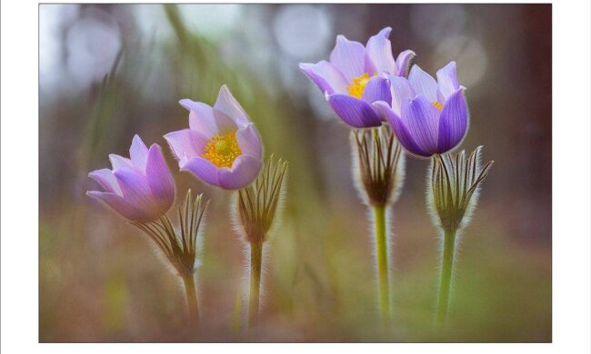 Фото як терапія: у Києві презентували благодійний Весняний вернісаж на підтримку прикордонників