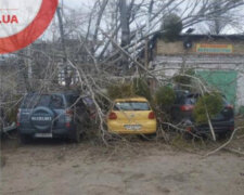 У Києві дерево впало на СТО і потрощило автівки