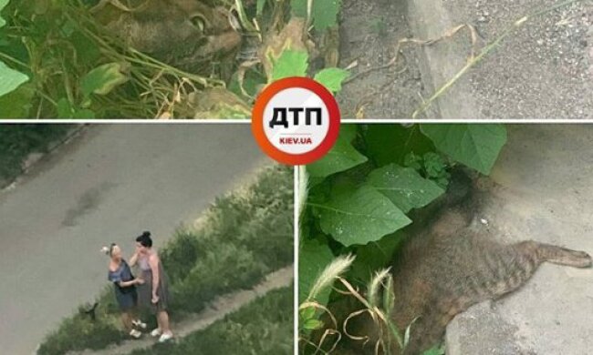 Вагітна шкуродерка скоїла жорстоке вбивство