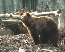 У Київському зоопарку прокинулись ведмеді (відео)