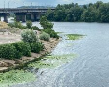 Цвітіння Дніпра в Києві: еколог розповів, звідки в річці стільки зелені