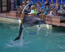 У Києві будують новий дельфінарій