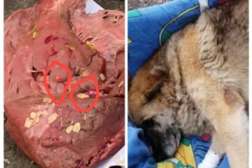 В Святошинському районі столиці розкидають м'ясо, нашпиговане голками