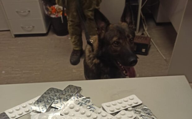 У «Борисполі» службовий пес виявив близько двох тисяч нарковмісних пігулок (відео)