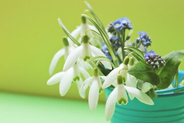 У Києві працюватимуть спецпатрулі для попередження продажу первоцвітів