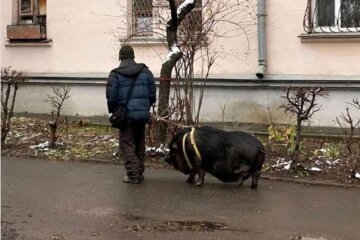 У Києві зняли, як чоловік вигулював на повідку свиню
