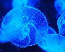 В Дніпрі біля Києва – навала медуз та інших морських мешканців