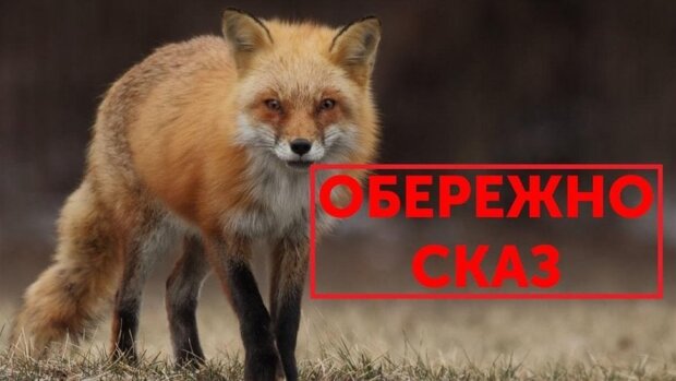 У Києві виявлено дику лисицю зі сказом, введено обмеження в Голосіївському районі — Держпродспоживслужба