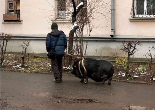 У Києві зняли, як чоловік вигулював на повідку свиню