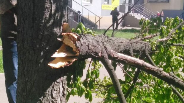 Сильний вітер зламав та повалив десятки дерев у Києві