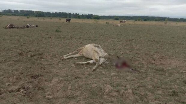 Окупанти з “градів” вдарили по пасовищу з коровами