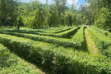В Голосіївському парку створили “живий” лабіринт