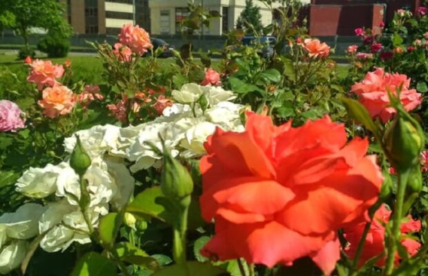 Біля київського Біг-Бена розцвіли троянди (фото)