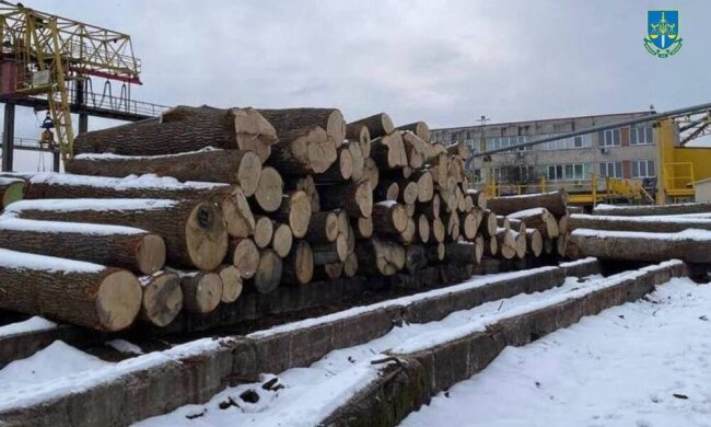 Поліцейський забезпечував супровід автівкам, що здійснювали вивезення незаконно-зрубаної деревини з Чорнобиля