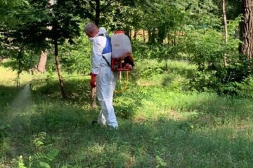 Боротьба із сильним алергеном: парк Перемога захистили від амброзії