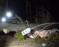 У Києві дерево розчавило автівку, є загиблий (відео)