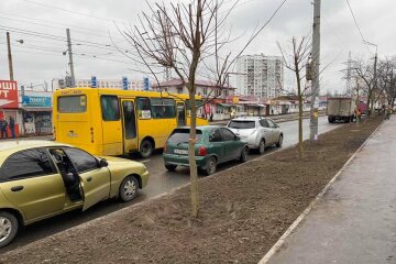 Вулиці Києва прикрашають сріблястими кленами та кущами самшиту