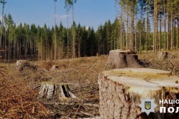 Посадовець КП планував заробіток на фіктивній вирубці радіаційного лісу з Чорнобильської зони