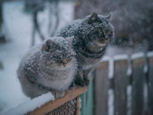 У Києві очікується перший сніг