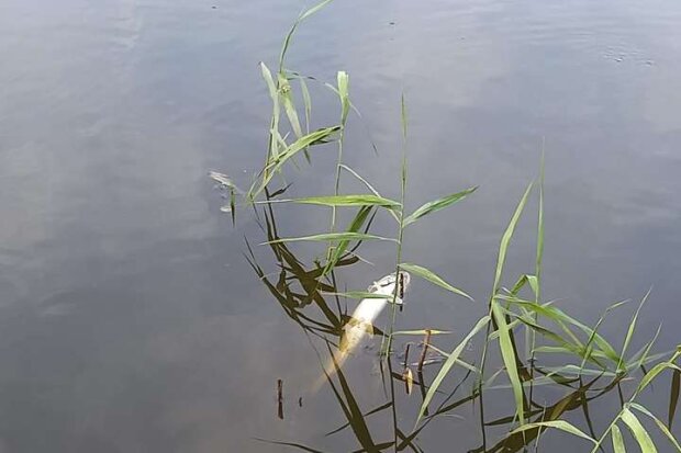 В озері у столичному парку вимерла риба