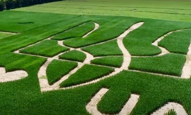 До 30-річчя Незалежності в Україні створили найбільший тризуб з кукурудзи (відео)