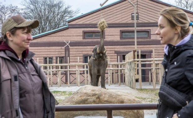 Допомагали прості люди — як вижили тварини у столичних зоопарках?